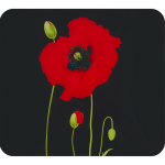 Karastatud klaasist seinakate pliidi &auml;&auml;rde 50x56 cm Poppy - Maximex