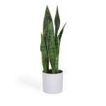 Kunsttaim (k&otilde;rgus 55 cm) Sansevieria - Kave Home