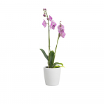 Keraamiline lillepott &oslash; 14 cm Thalia - Artevasi