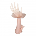 Roosa ehtekorud Main - Antic Line