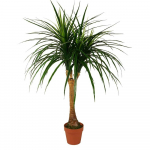 Kunstlik taim Dracena 120cm