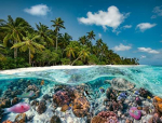 Ravensburger Jigsaw Puzzle A dive in the Maldives (2000 pieces)