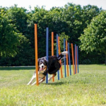 For livestock trixie Trixie HANDLE SHARES 12 Pcs.1.15M 3