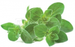 Click & Grow Smart Garden refill Oregano 3pcs