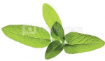 Click & Grow Smart Garden refill Sage 3pcs
