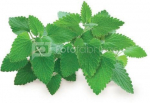 Click & Grow Smart Garden refill Catnip 3pcs
