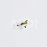 Ženkliukas WOOD WARBLER / Žalioji pečialinda