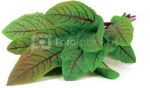 Click & Grow Smart Garden refill Bloody Sorrel 3pcs