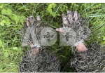 Maskuojančios pir&scaron;tinės Ghillie