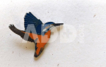 Ženkliukas KINGFISHER / Tulžys (skrendantis)