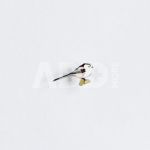 Ženkliukas LONG-TAILED TIT / Ilgauodegė zylė