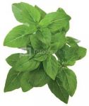 Click & Grow Smart Garden refill Dwarf Basil 3pcs