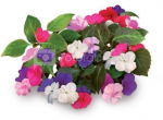 Click & Grow Smart Garden refill Busy Lizzie 3pcs