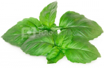 Click & Grow Smart Garden refill Marseille Basil 3pcs