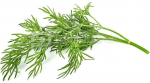 Click & Grow Smart Garden refill Dill 3pcs