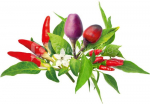 Click & Grow Plant Pod Chili Pepper Mix 9pcs