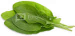 Click & Grow Smart Garden refill Green Sorrel 3pcs