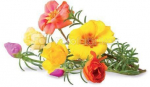 Click & Grow Smart Garden refill Moss Rose 3pcs