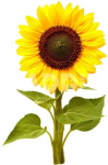 Click & Grow Smart Garden Refill Mini sunflower 3pcs