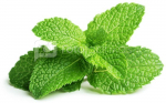 Click & Grow Smart Garden refill Peppermint 3pcs