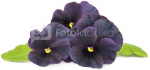 Click & Grow Smart Garden refill Black pansy 3pcs