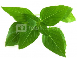 Click & Grow Smart Garden refill Thai Basil 3pcs