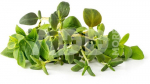 Click & Grow Plant Pod Italian Herb Mix 9pcs