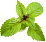 Click & Grow Smart Garden refill Cinnamon Basil 3pcs