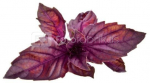 Click & Grow Smart Garden refill Red Basil 3pcs
