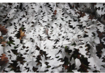 Camo maskuojantis tinklas all season 1.5x5 m sniegas