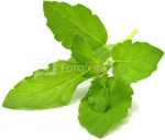 Click & Grow Smart Garden refill Holy Basil 3pcs