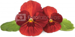 Click & Grow Smart Garden Refill Red Pansy 3pcs