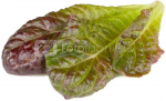 Click & Grow Smart Refill Red romaine lettuce 3pcs