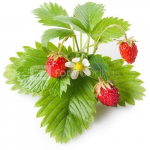 Click & Grow Smart Garden refill Wild Strawberry 3pcs
