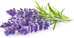 Click & Grow Smart Garden refill Lavender 3pcs