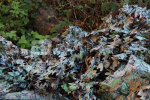 Camo maskuojantis tinklas all season 3x6 m
