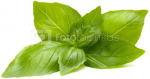 Click & Grow Smart Refill Lemon Basil 3pcs