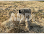 Maskuotė Ghillie dideliam foto objektyvui smėlio spalvos