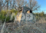 Tragopan Hide V7