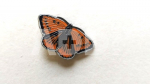 Ženkliukas LARGE COPPER BUTTERFLY / Didysis auksinukas