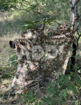 Tragopan 3D Net G-Lynx