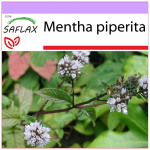 SAFLAX - Piparm&uuml;nt - 300 seemet - Mentha piperita