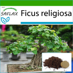 SAFLAX - Bonsai - Peepul Tree / P&uuml;ha viigipuu - 100 seemet - Potisubstraadiga paremaks kasvatamiseks - Ficus religiosa