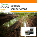 SAFLAX - Aed kotis - Rannikusekvoi - 50 seemet - Substraadiga sobivas p&uuml;stijas kotis - Sequoia sempervirens
