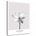 L&otilde;uenditr&uuml;kk White Lotus Flower Nature 40x60 hall v&auml;rv
