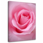 L&otilde;uenditr&uuml;kk Rose Flower Plant Pink 40x60 roosa