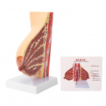 Imetava rinnakorvi anatoomiline mudel PVC k&auml;sitsi valmistatud elutruu naise anatoomiline rindkere mudel imetamiseks T