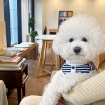 Uus Lemmikkoera Triibuline Dressipluus Koerariided V&auml;ikestele Koertele Kutsika Suveriided Pehme Kass Koera Vest Bichon Chihuahua Koera Kost&uuml;&uuml;mid XS sinine