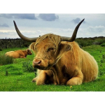 &Uuml;mmargune teemant 5D DIY Teemant Kunst Loom Lehm Tikand Jaki Ristpistes Mosaiik Rhinestone 20X30CM