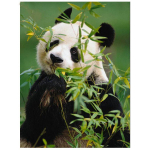 5D t&auml;isring puur isetehtud uus teemanttikandid mosaiik seinamaal loom ristpistes 20X30CM